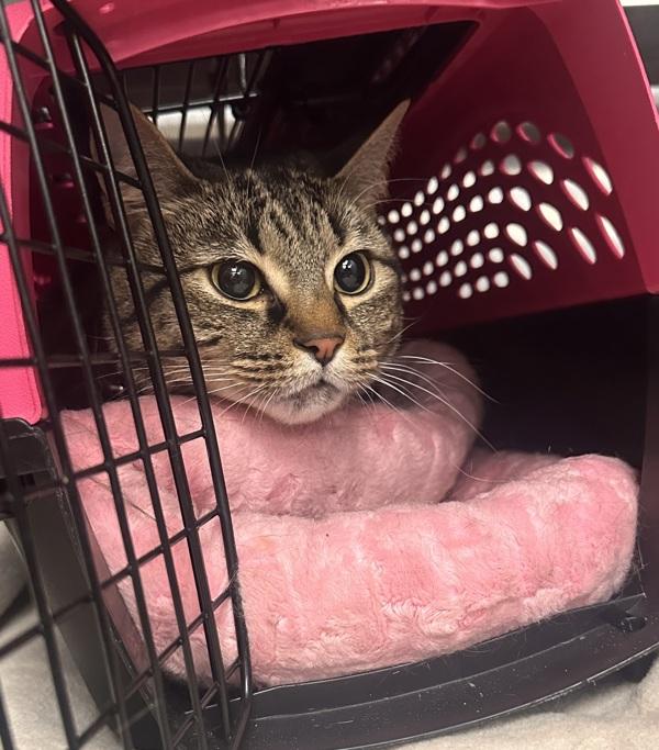 Trivia Night - Barn Cat, Adoptable, Adult Female Domestic Short Hair.