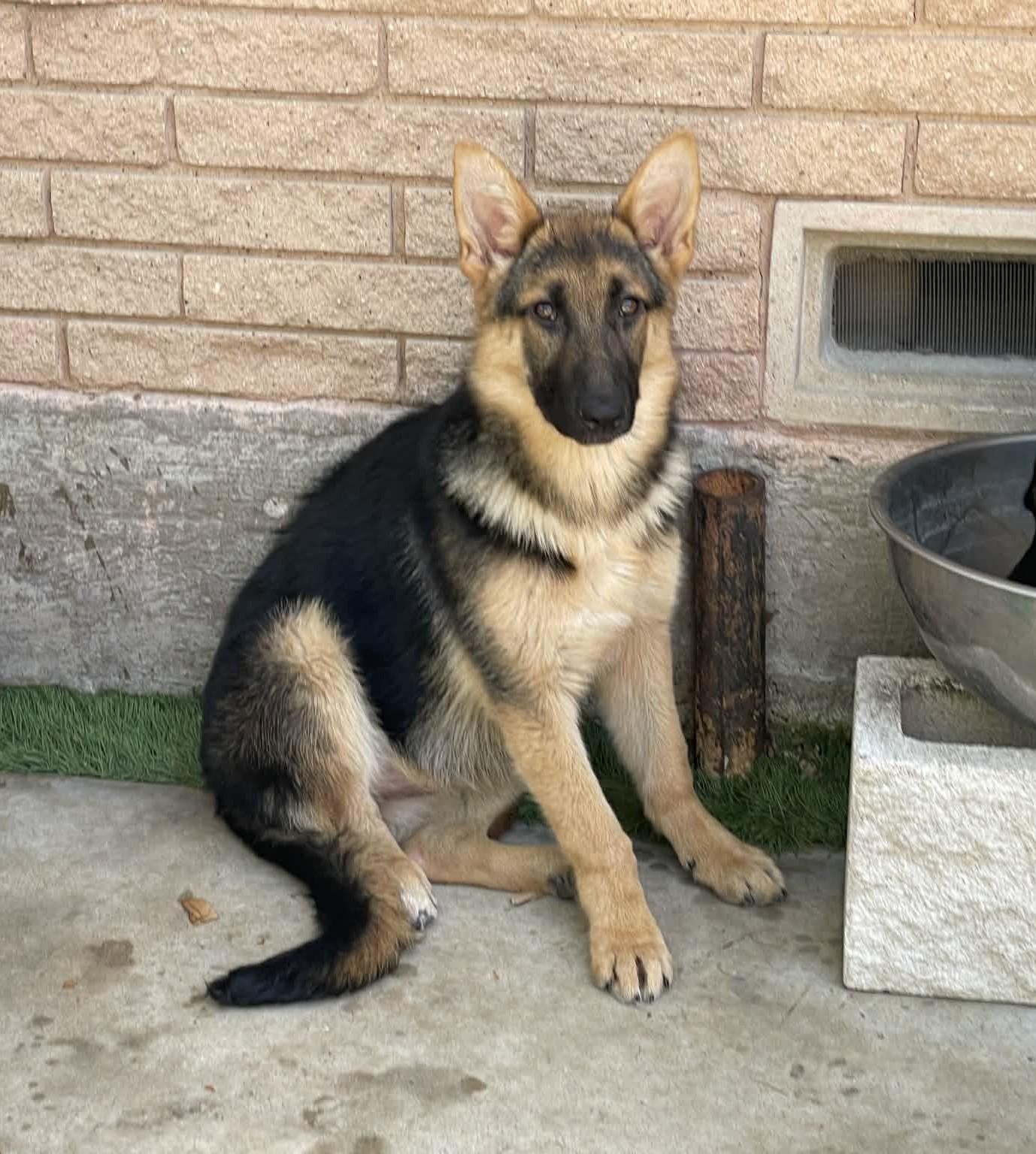 Enlarge Zezi, a ADOPTABLE German Shepherd Dog in Dallas, TX image 6/6