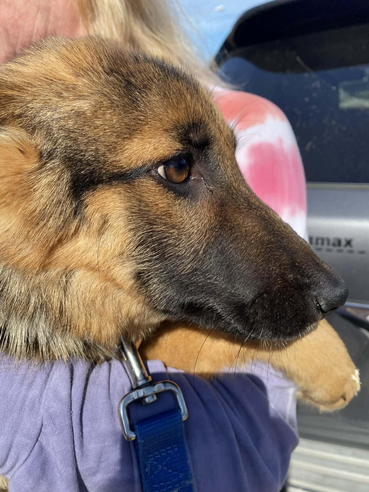 Enlarge Zezi, a ADOPTABLE German Shepherd Dog in Dallas, TX image 3/6