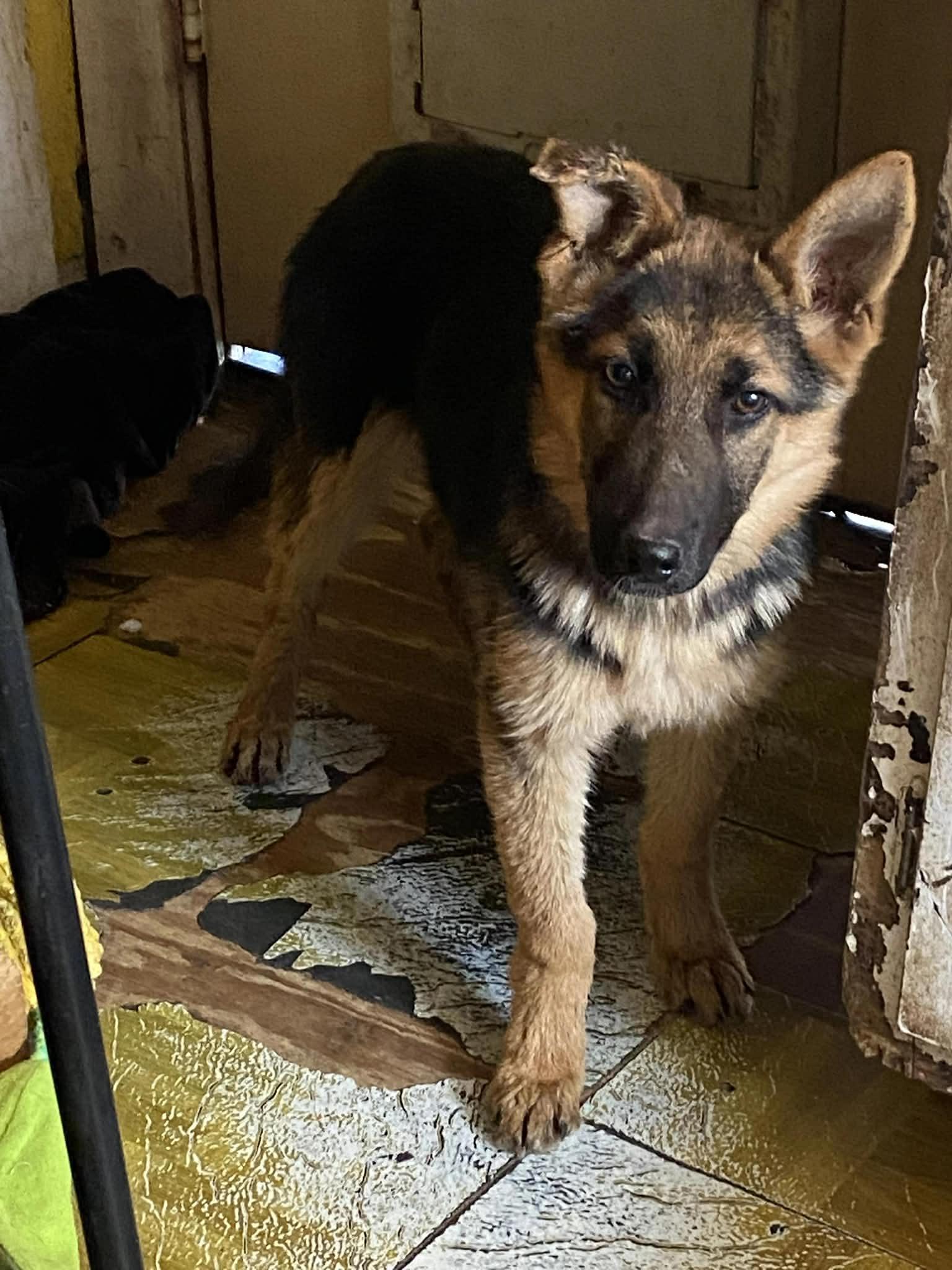 Enlarge Zezi, a ADOPTABLE German Shepherd Dog in Dallas, TX image 4/6