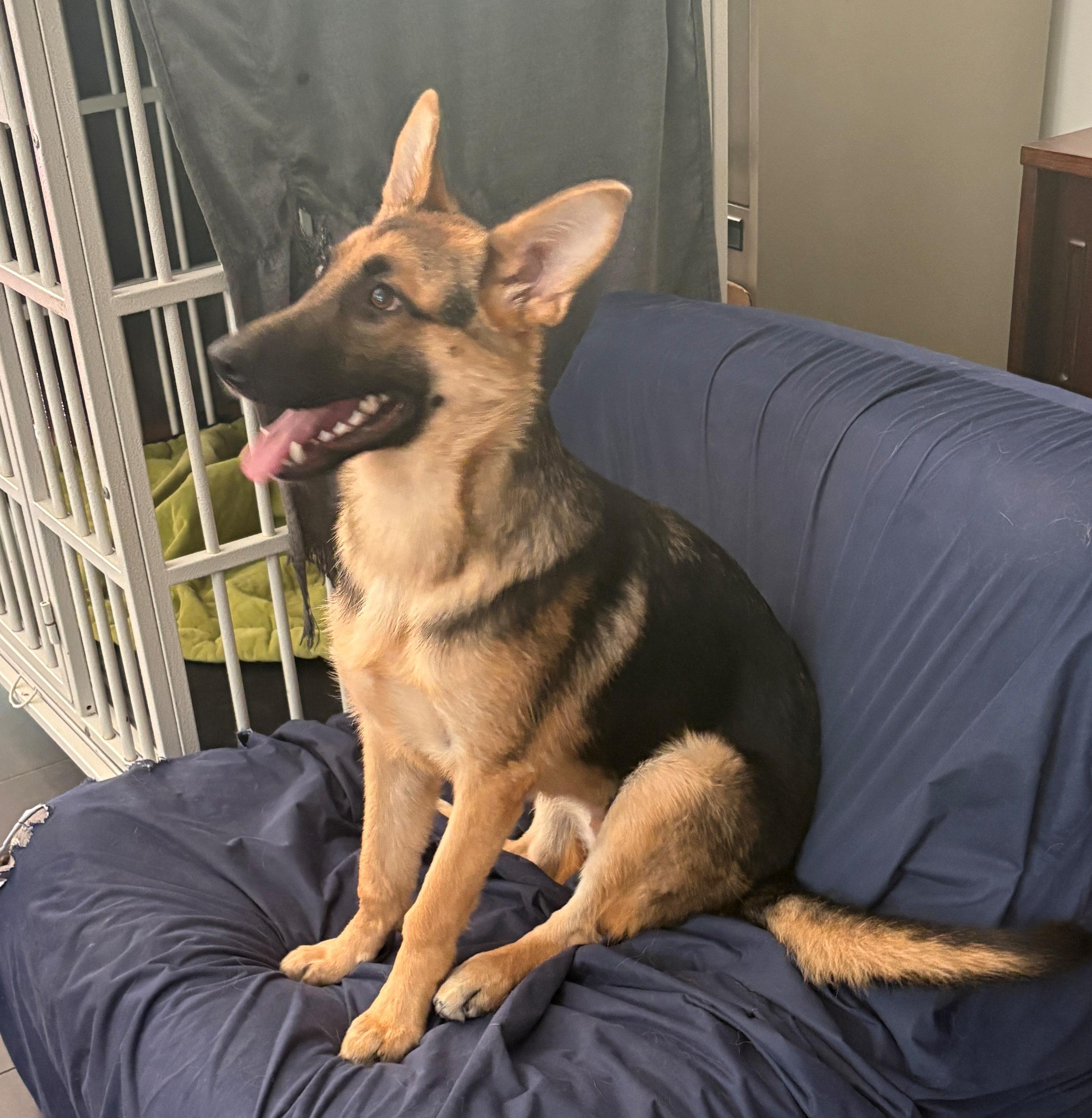 Zezi, ADOPTABLE, Young Female German Shepherd Dog.
