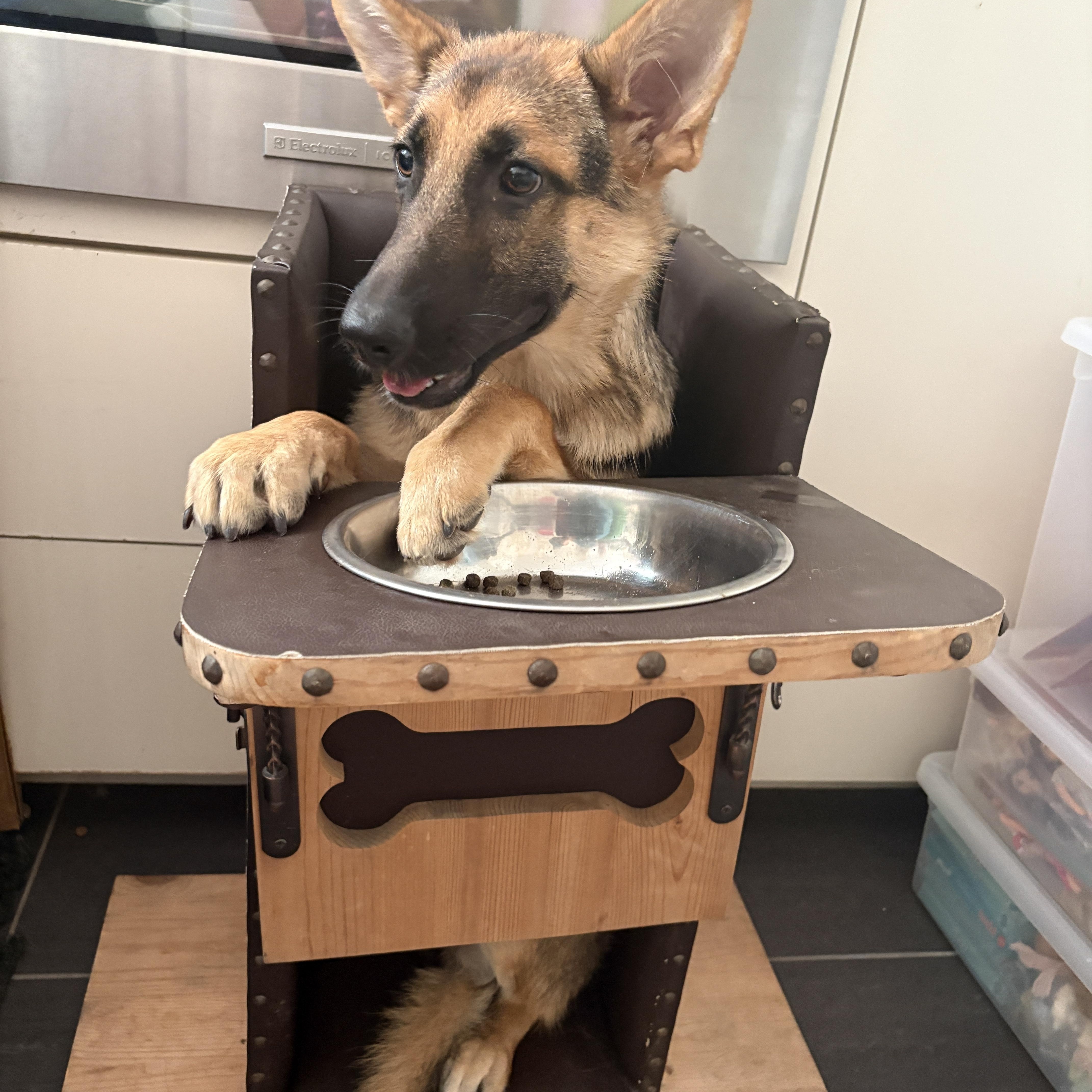 Enlarge Zezi, a ADOPTABLE German Shepherd Dog in Dallas, TX image 2/6