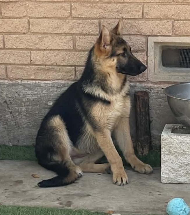 Enlarge Zezi, a ADOPTABLE German Shepherd Dog in Dallas, TX image 2/6