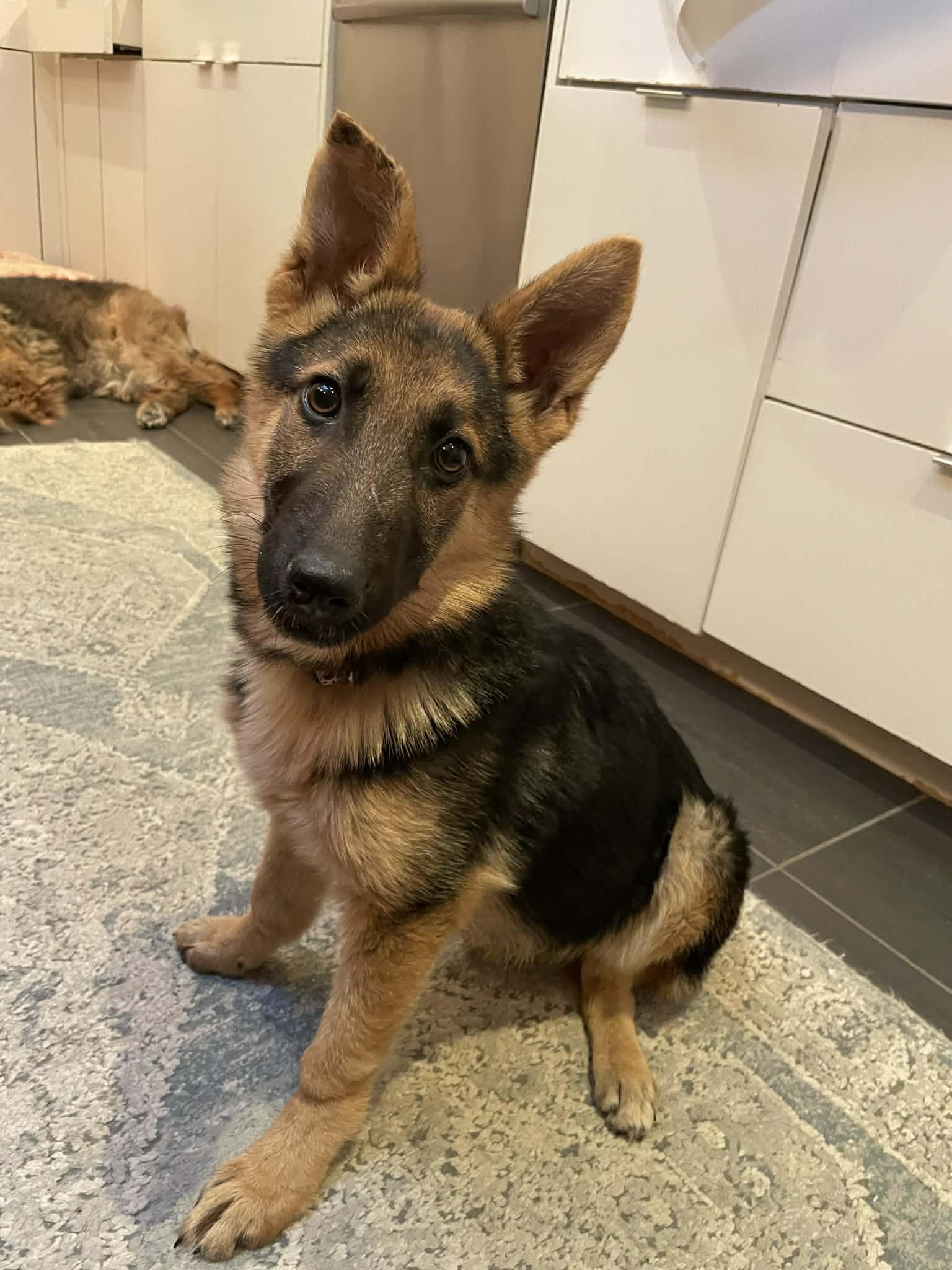 Enlarge Zezi, a ADOPTABLE German Shepherd Dog in Dallas, TX image 5/6