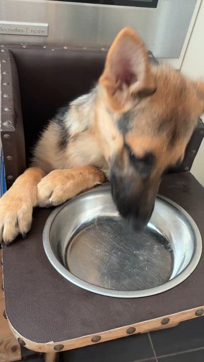 Enlarge Zezi, a ADOPTABLE German Shepherd Dog in Dallas, TX video 3/6