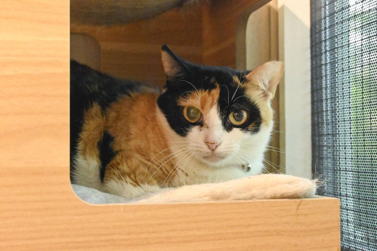 Bumble Bee, a Adoptable Domestic Medium Hair in Hampstead, NC image 1/3