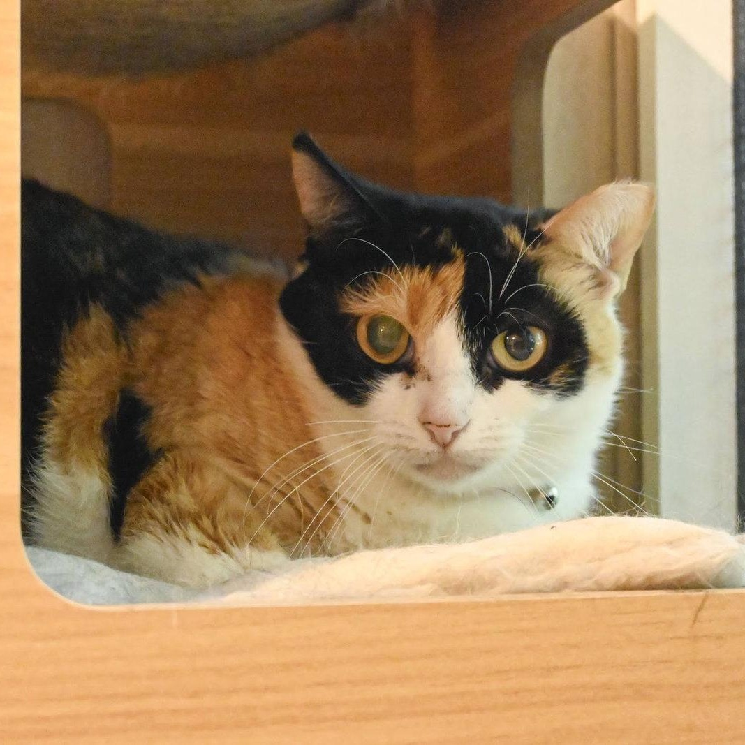 Enlarge Bumble Bee, a Adoptable Domestic Medium Hair in Hampstead, NC image 1/3