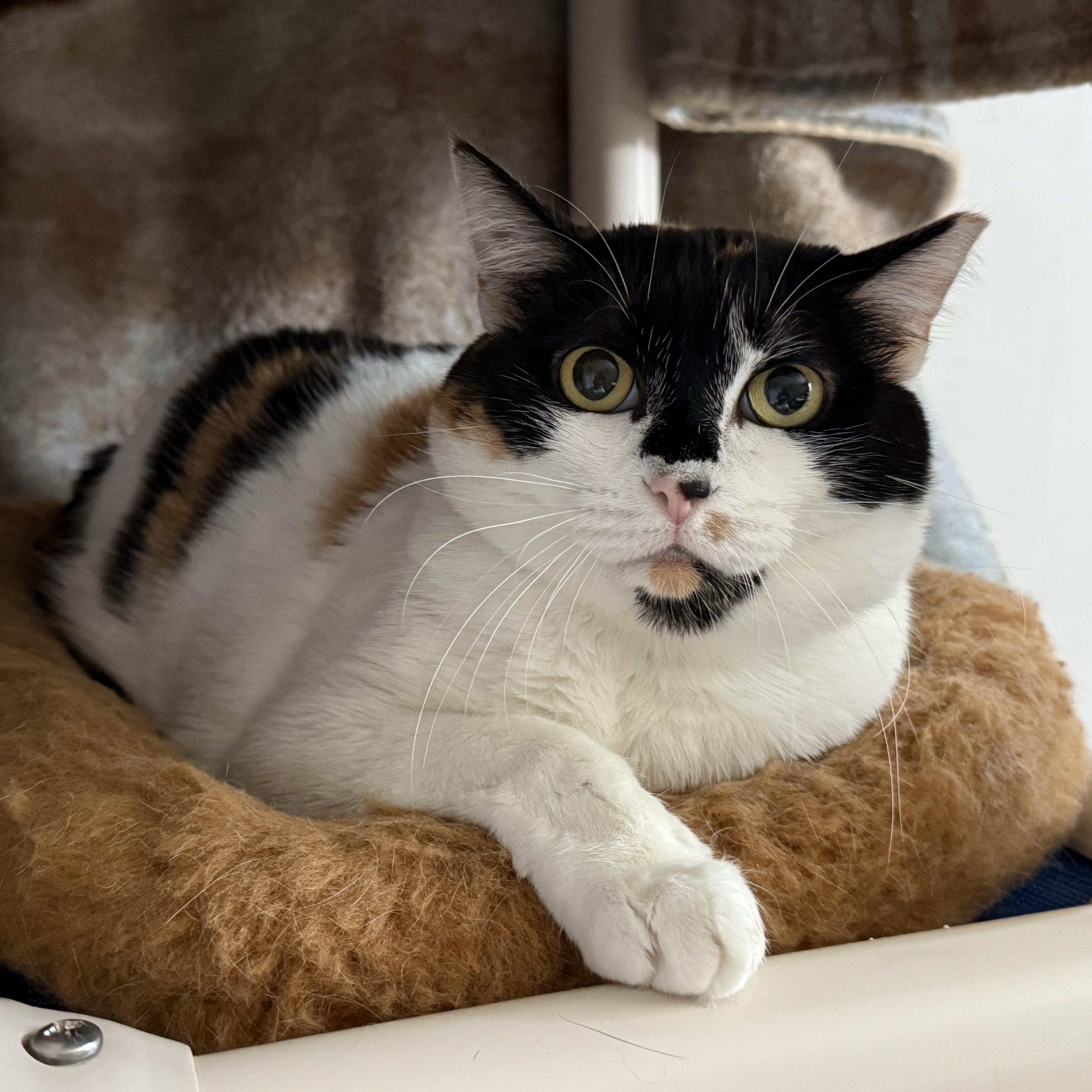 Bumble Bee, Adoptable, Adult Female Domestic Medium Hair.