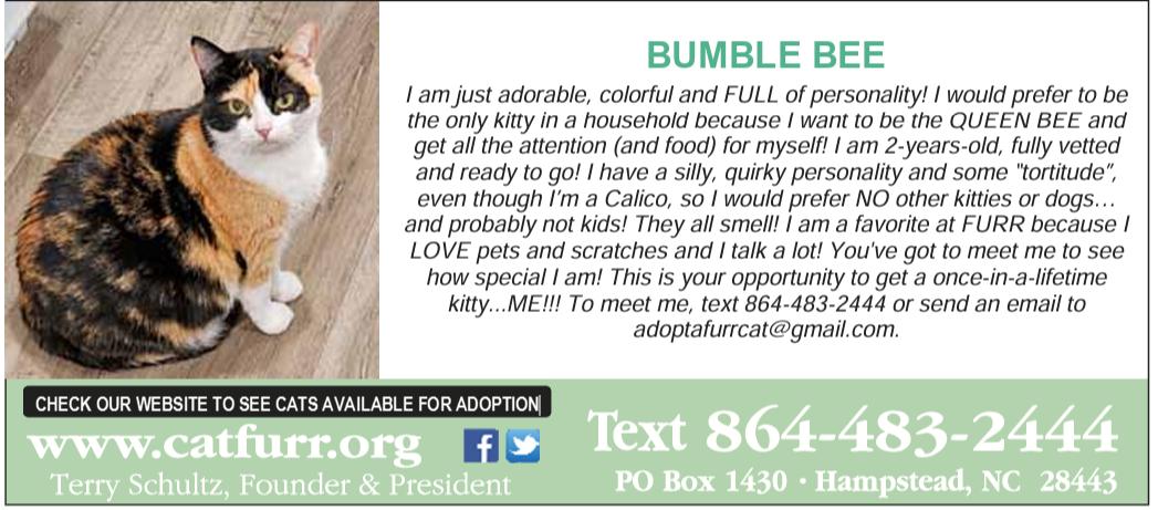 Enlarge Bumble Bee, a Adoptable Domestic Medium Hair in Hampstead, NC image 1/3