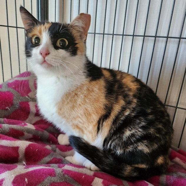 Enlarge Bumble Bee, a Adoptable Domestic Medium Hair in Hampstead, NC image 2/3