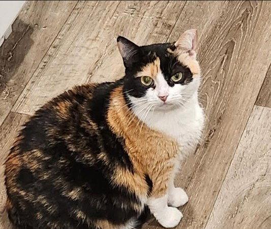 Bumble Bee, a Adoptable Domestic Medium Hair in Hampstead, NC image 3/3