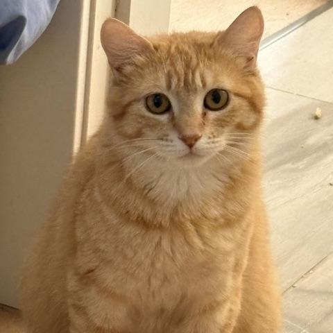 Daphne, ADOPTABLE, Young Female Domestic Short Hair.