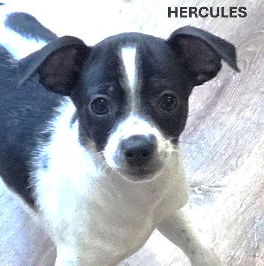 Enlarge Hercules, a Adoptable Chihuahua in Sayreville, NJ image 3/3