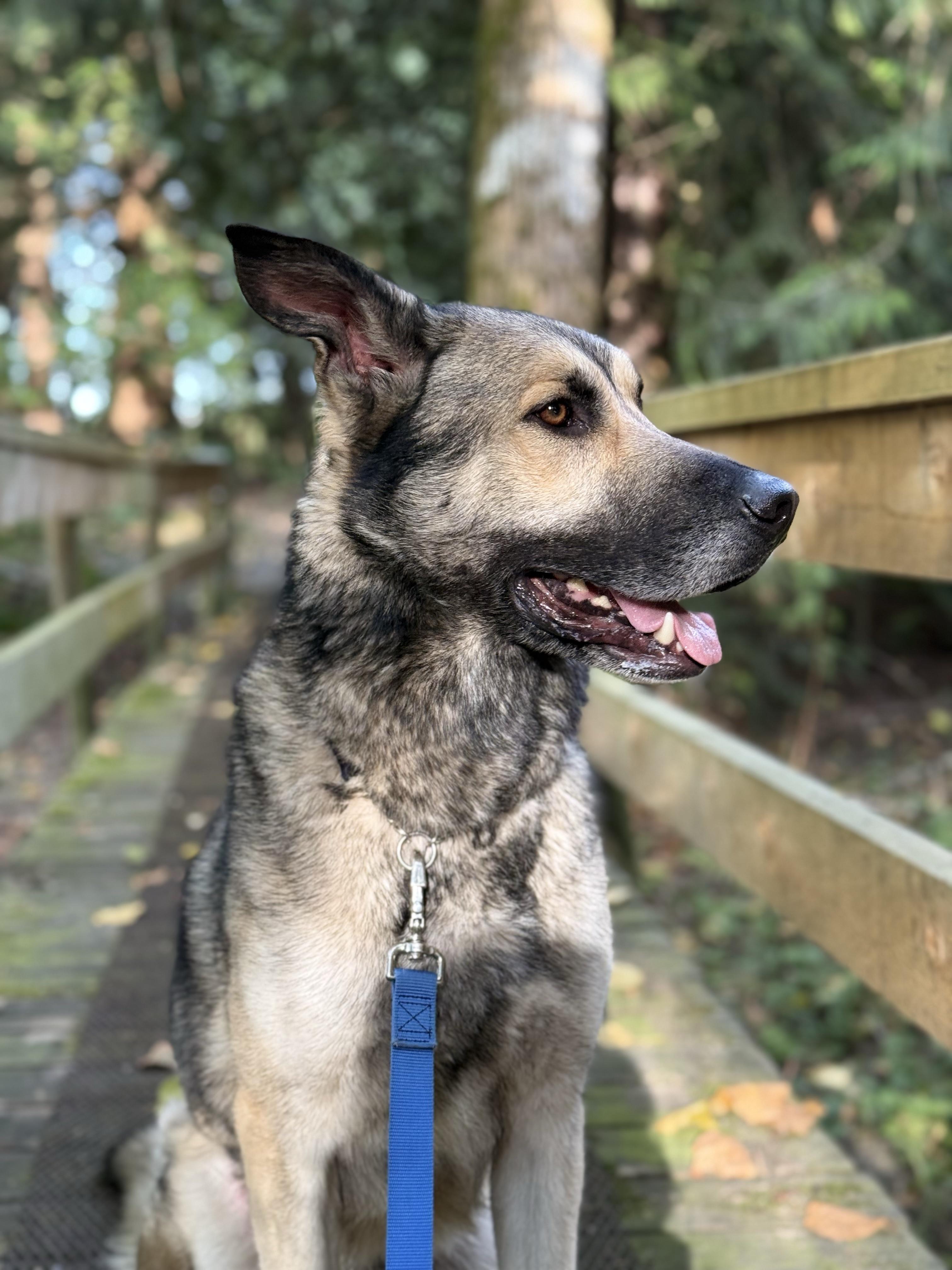Ranger 40321 (Approx. 3 Years Old), a ADOPTABLE mixed breed in Langley, BC image 4/6