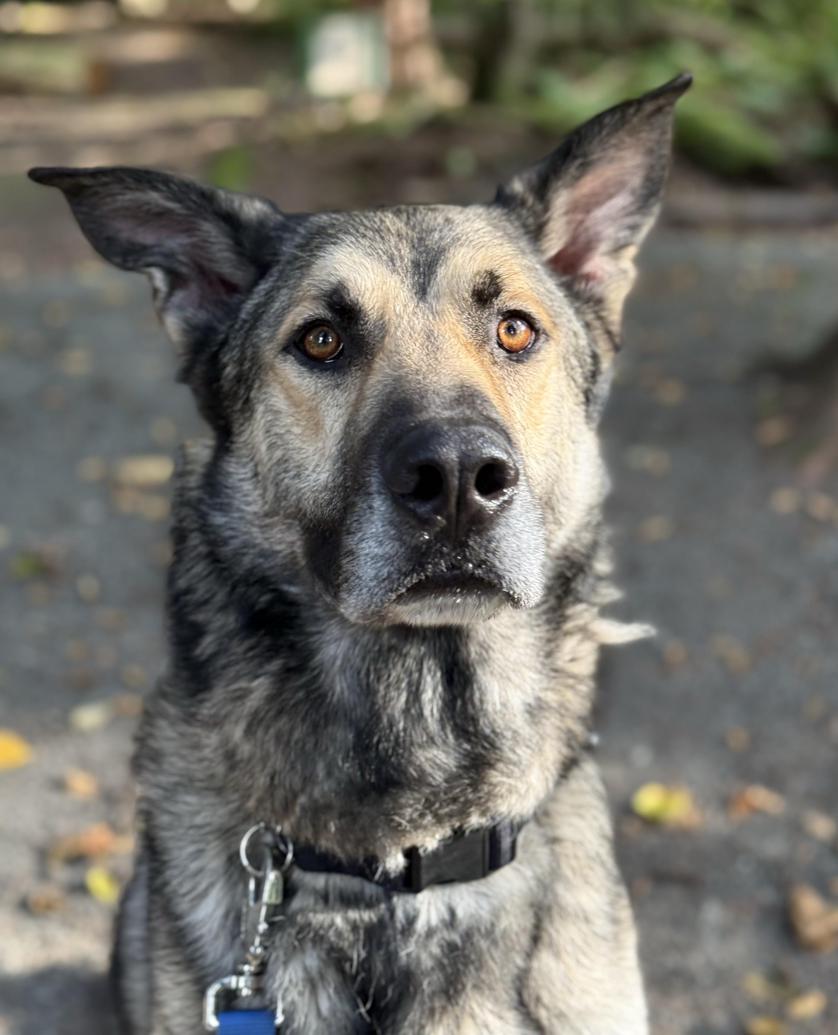 Ranger 40321 (Approx. 3 Years Old), a ADOPTABLE mixed breed in Langley, BC image 5/6