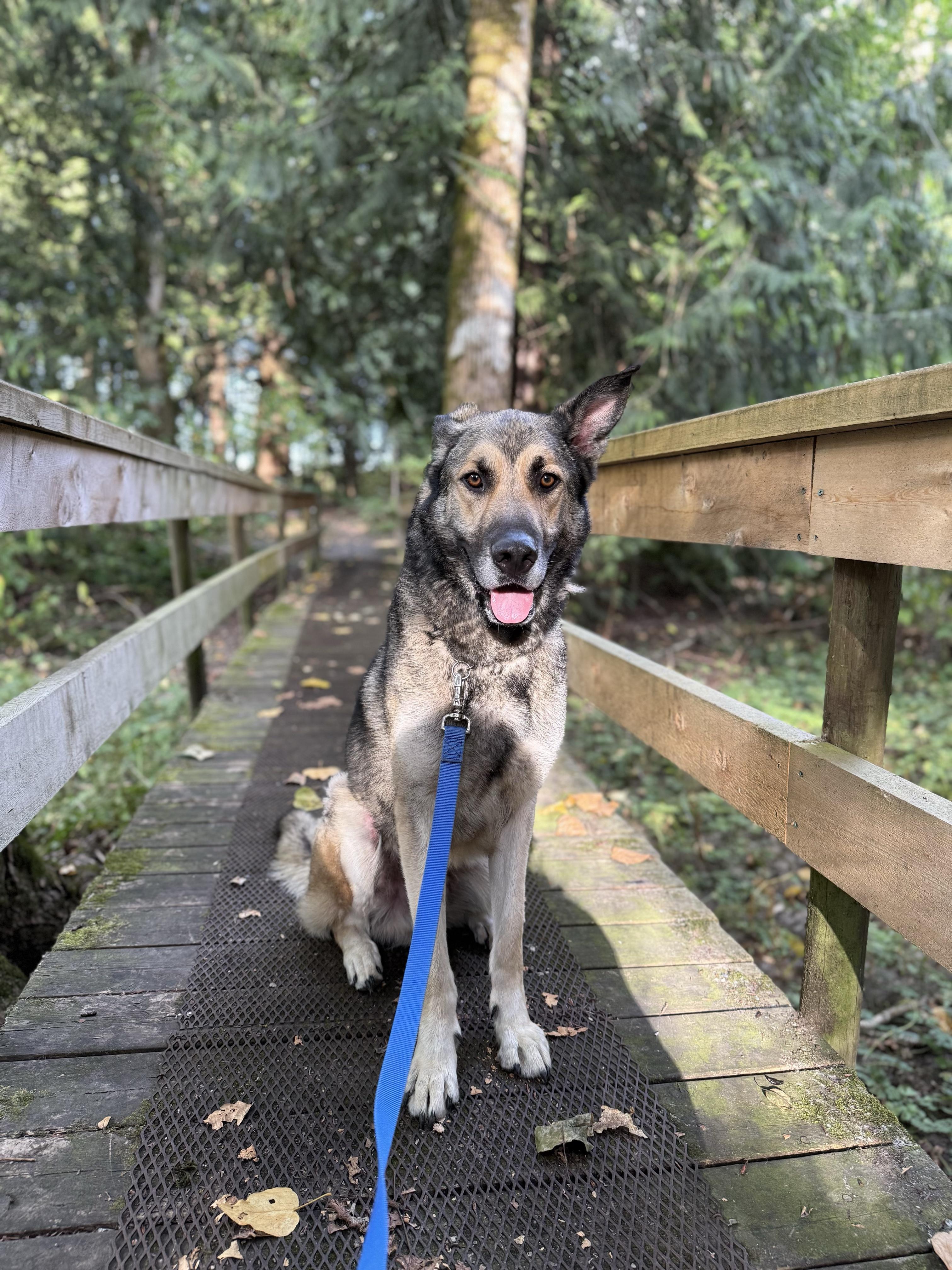 Ranger 40321 (Approx. 3 Years Old), a ADOPTABLE mixed breed in Langley, BC image 3/6