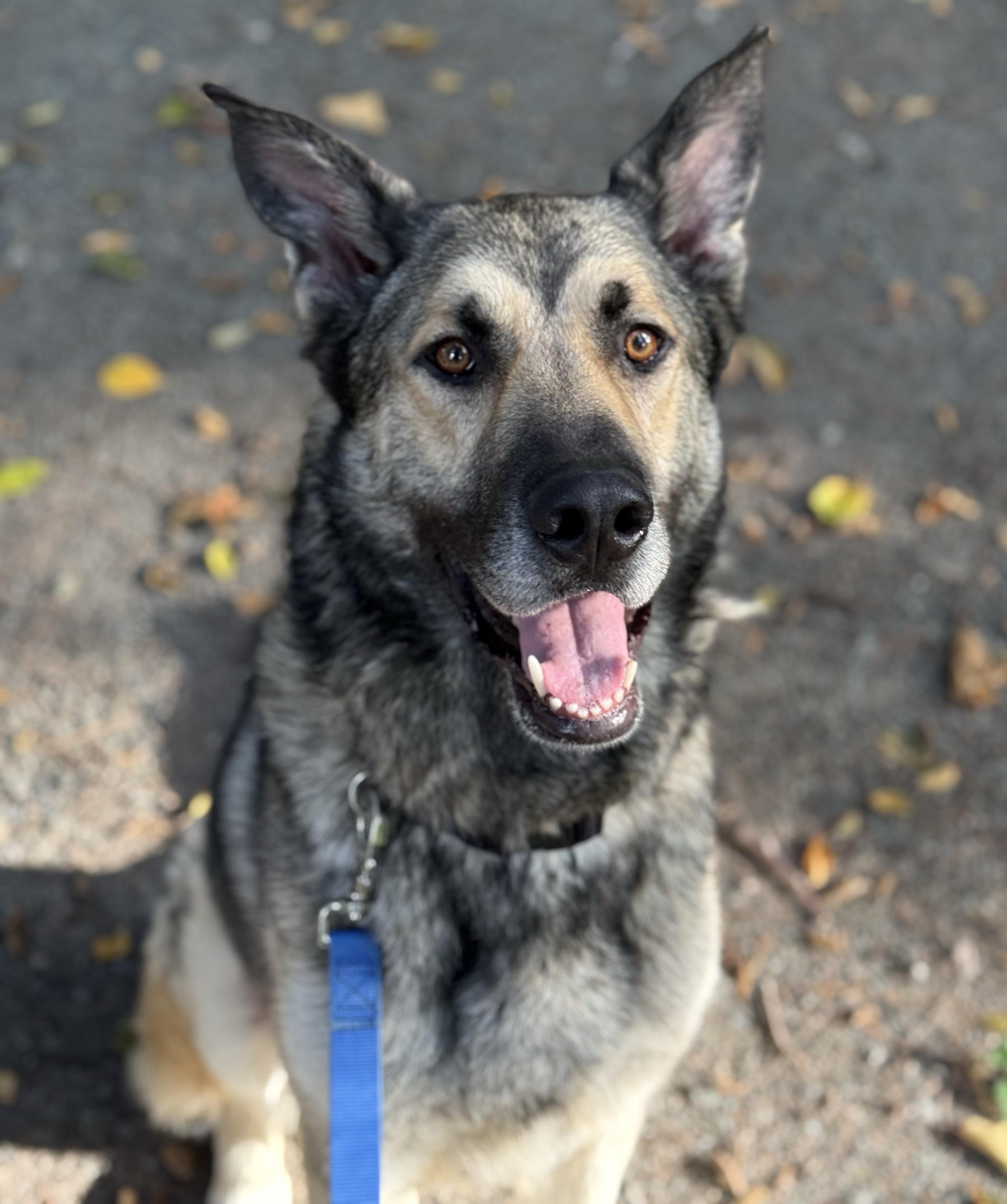Ranger 40321 (Approx. 3 Years Old), a ADOPTABLE mixed breed in Langley, BC image 6/6