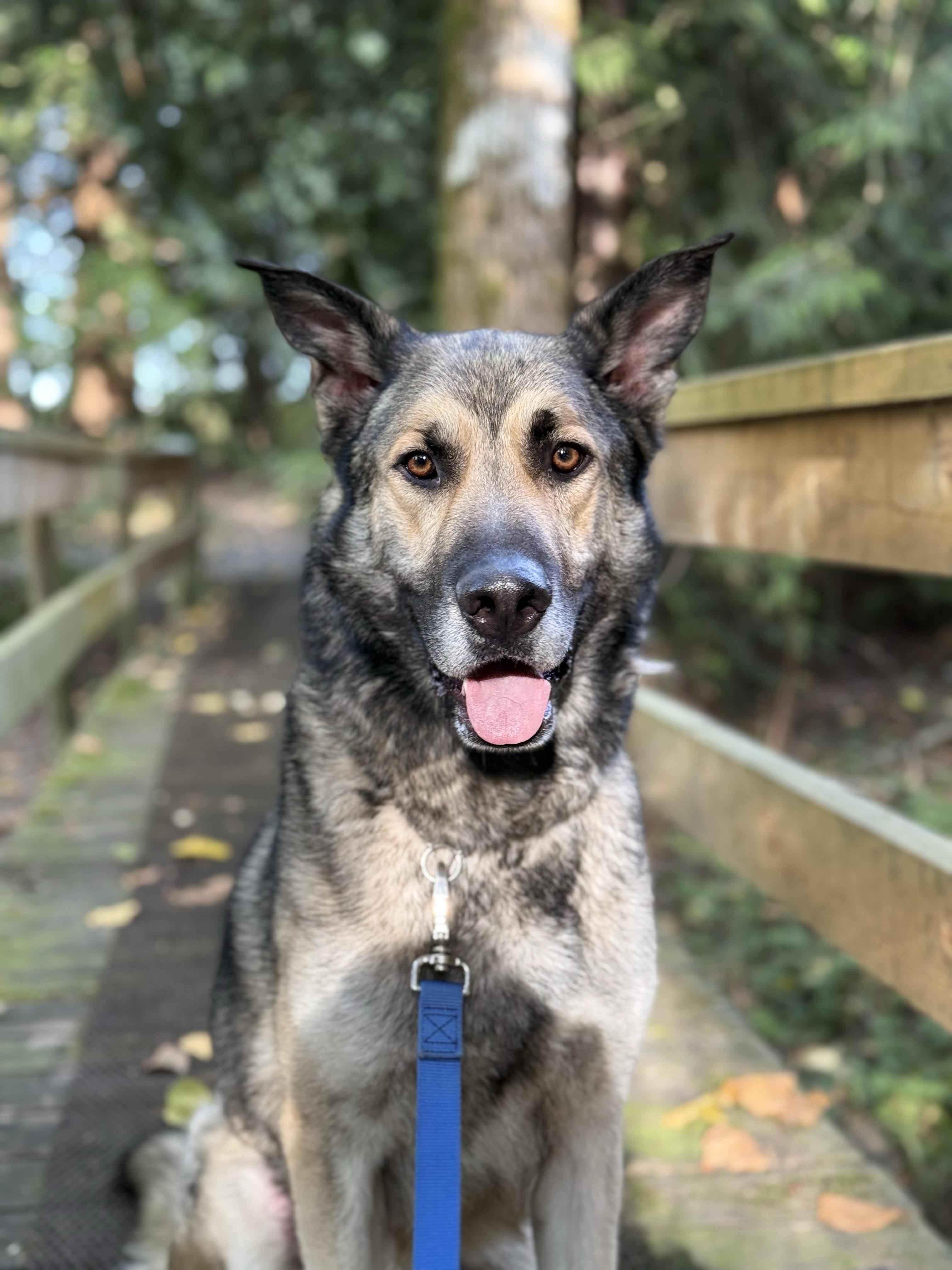 Ranger 40321 (Approx. 3 Years Old), a ADOPTABLE mixed breed in Langley, BC image 1/6