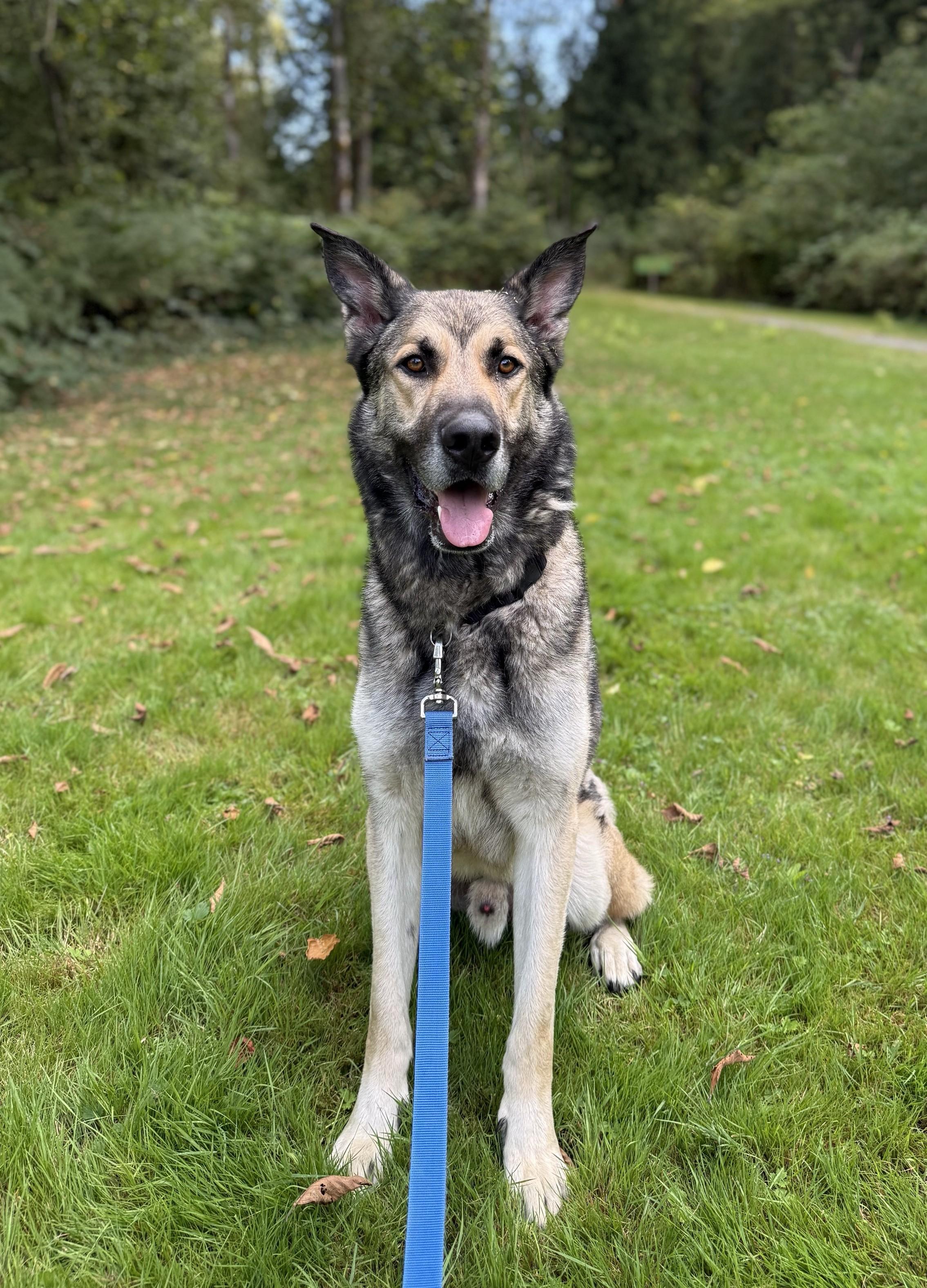 Ranger 40321 (Approx. 3 Years Old), a ADOPTABLE mixed breed in Langley, BC image 2/6