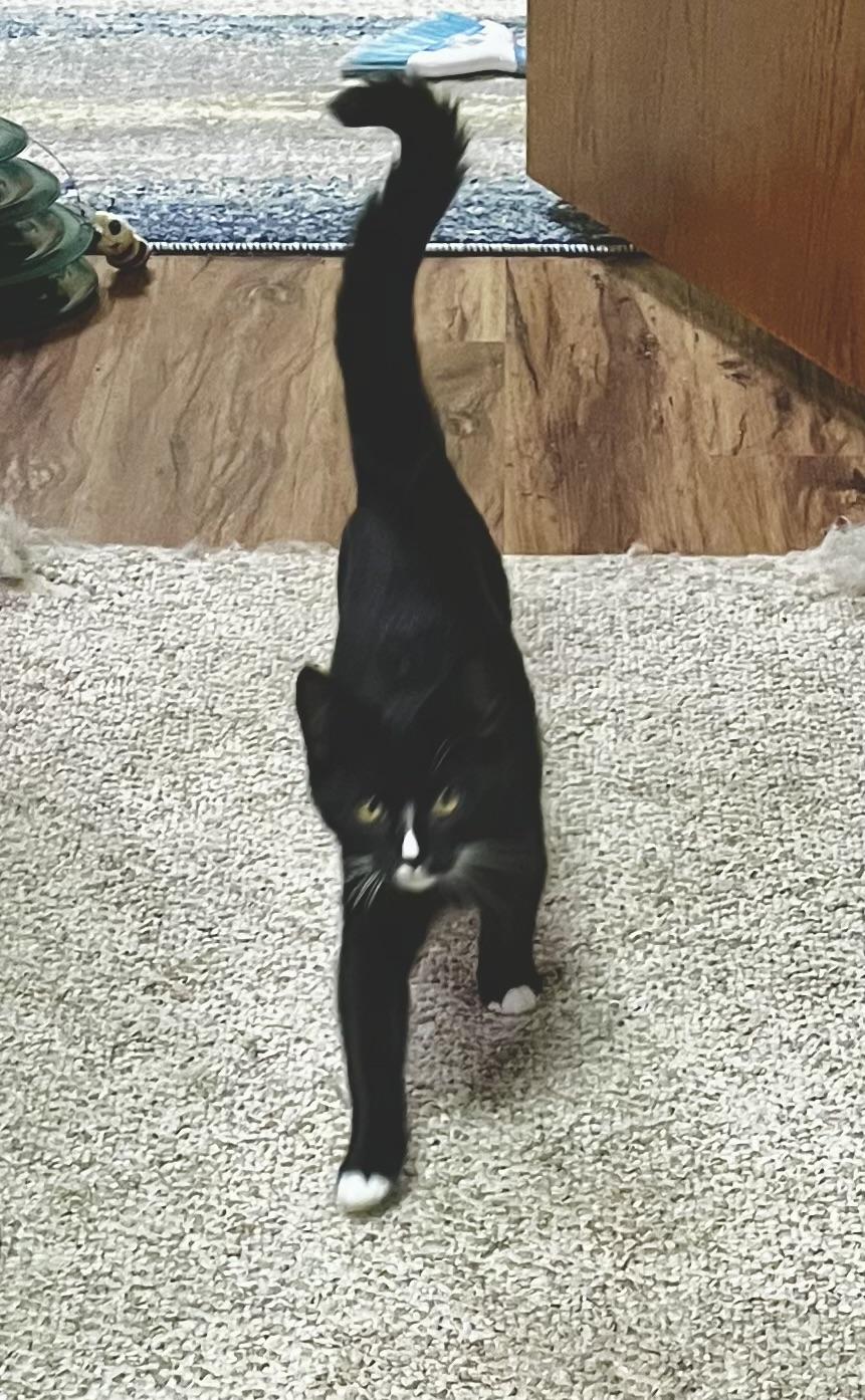 Kumari, Adoptable, Kitten Female Domestic Short Hair.