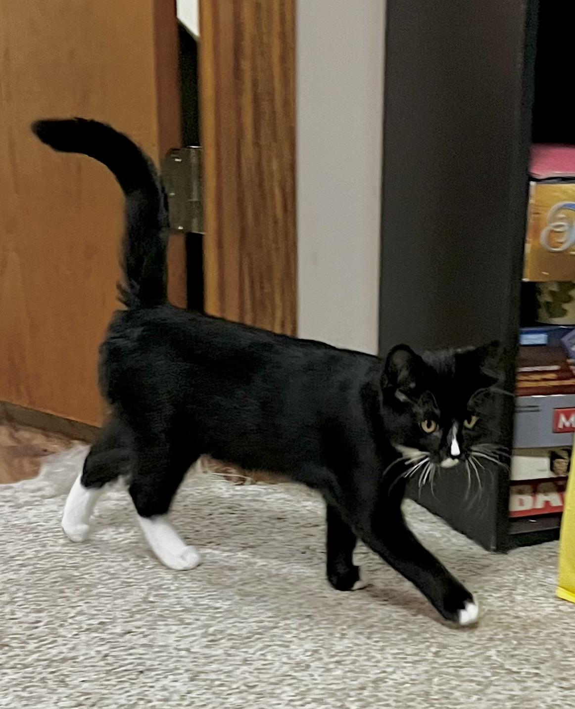 Kumari, a Adoptable Domestic Short Hair in Faribault, MN image 2/2