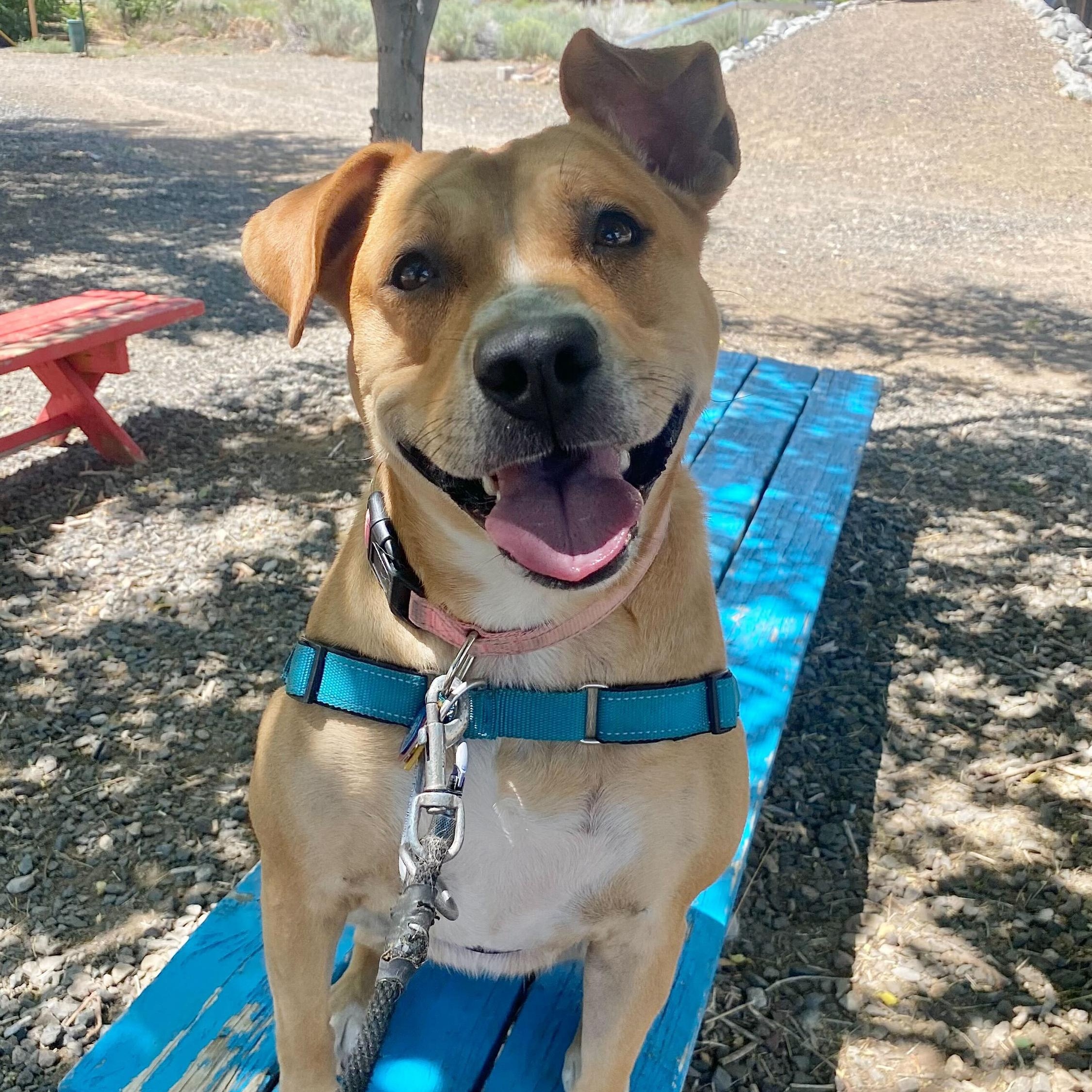 Jasmine, a Adoptable Pit Bull Terrier in Washoe Valley, NV image 1/2