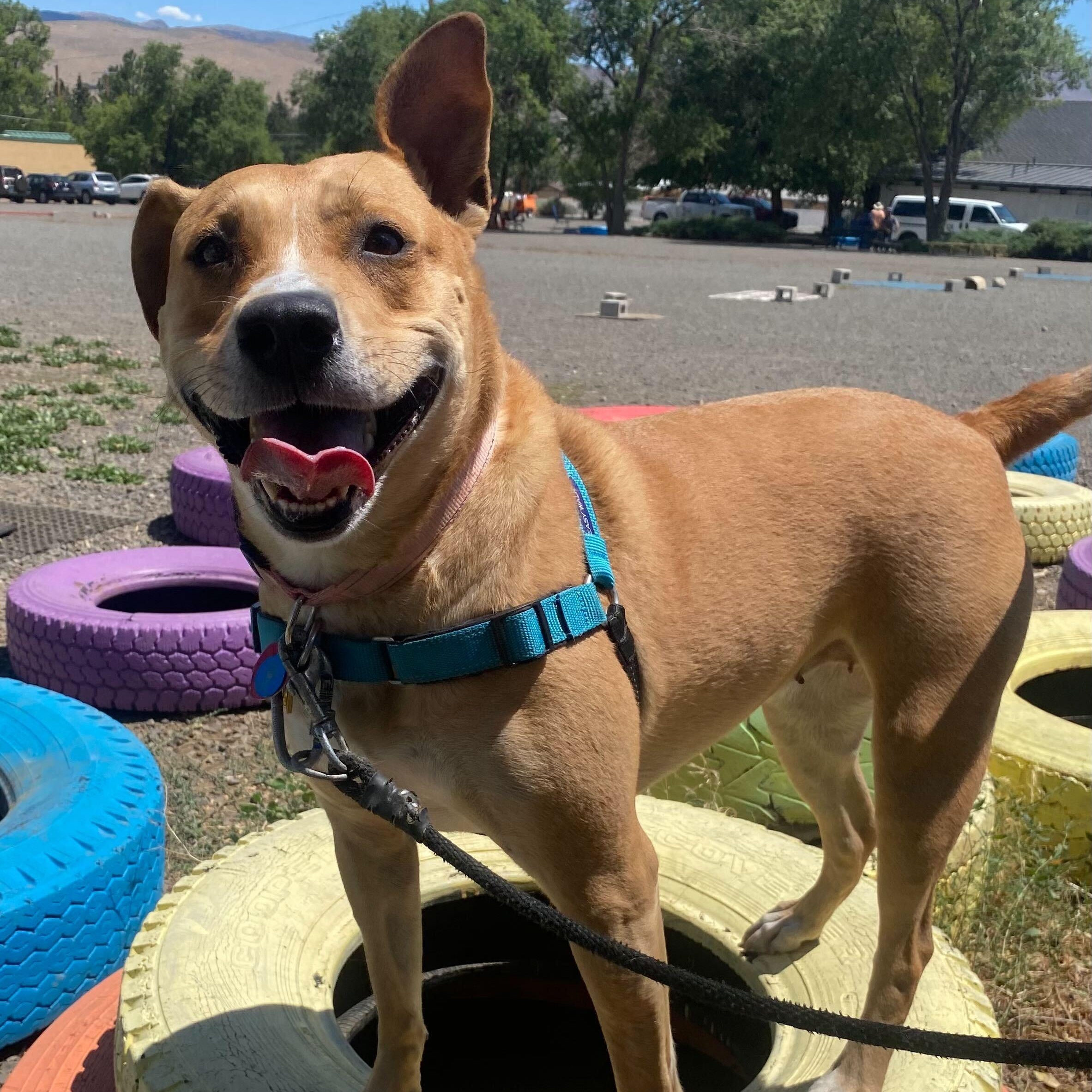 Jasmine, a Adoptable Pit Bull Terrier in Washoe Valley, NV image 2/2