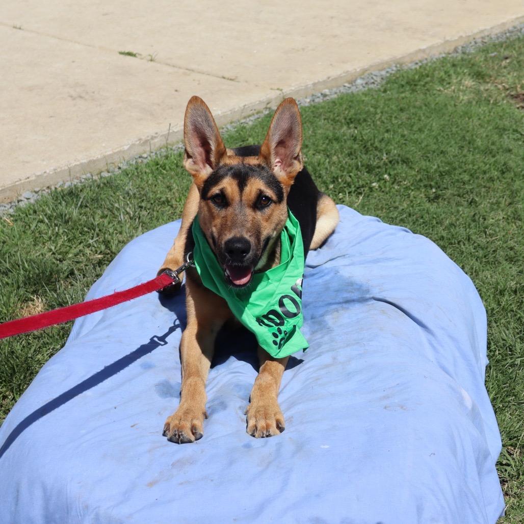 Wilma, Adoptable, Adult Female German Shepherd Dog & Mixed Breed.