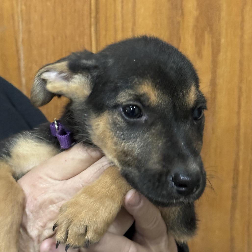 Enlarge Wilma, a Adoptable mixed breed in Ione, CA image 2/2