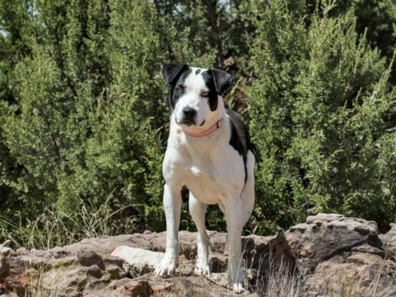 Enlarge STORM, a Adoptable Mixed Breed in Santa Fe, NM image 1/1