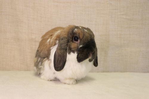 Boots, Adopted, Adult Male Holland Lop.
