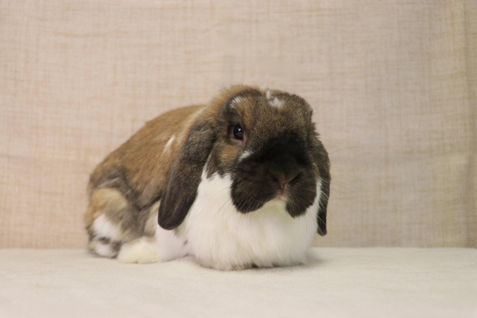 Enlarge Boots, a Adopted Holland Lop in Lakeville, MN image 3/3