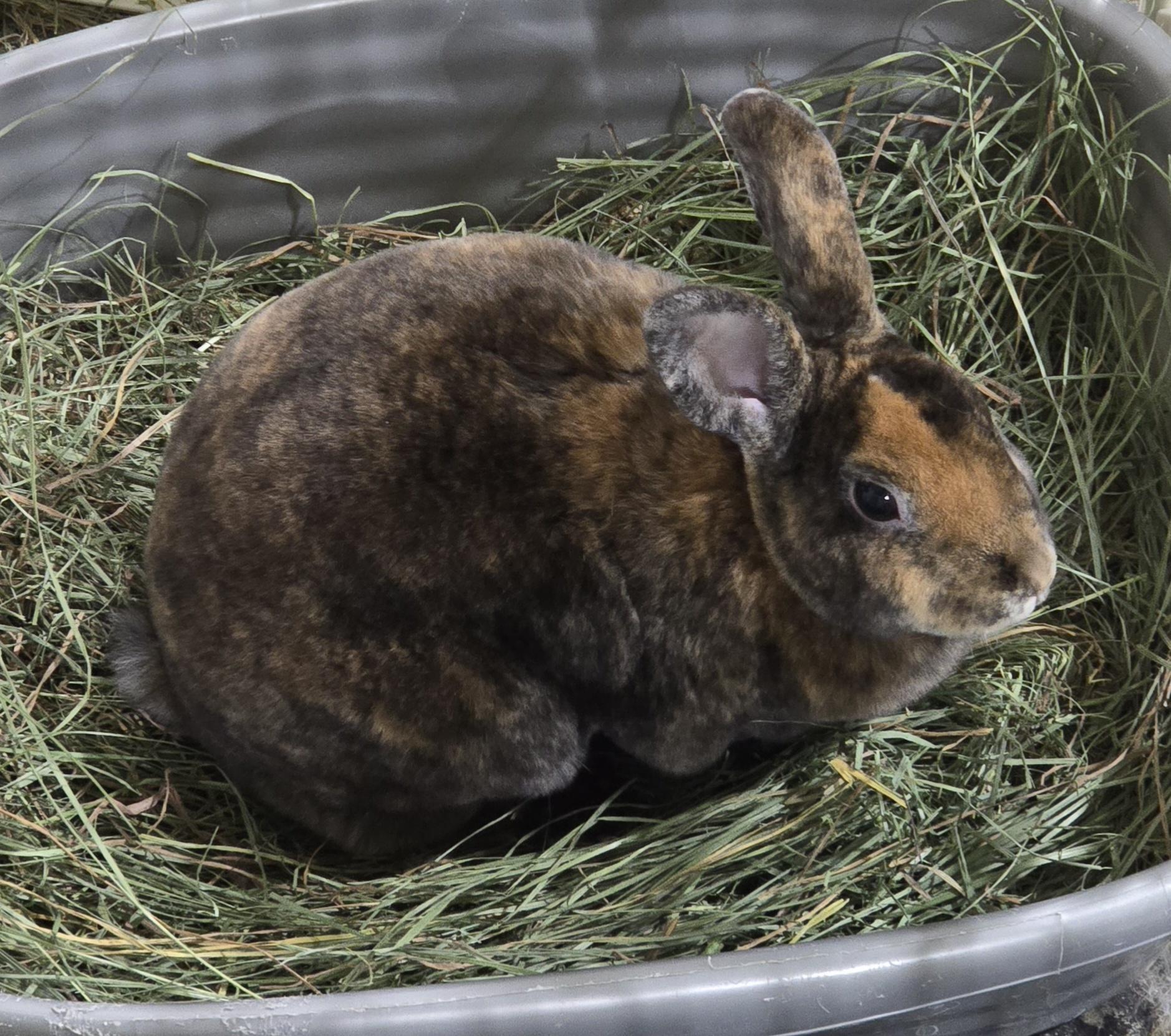 Enlarge Livi and Lexi, a Adoptable Mini Rex in Idaho Falls, ID image 1/2