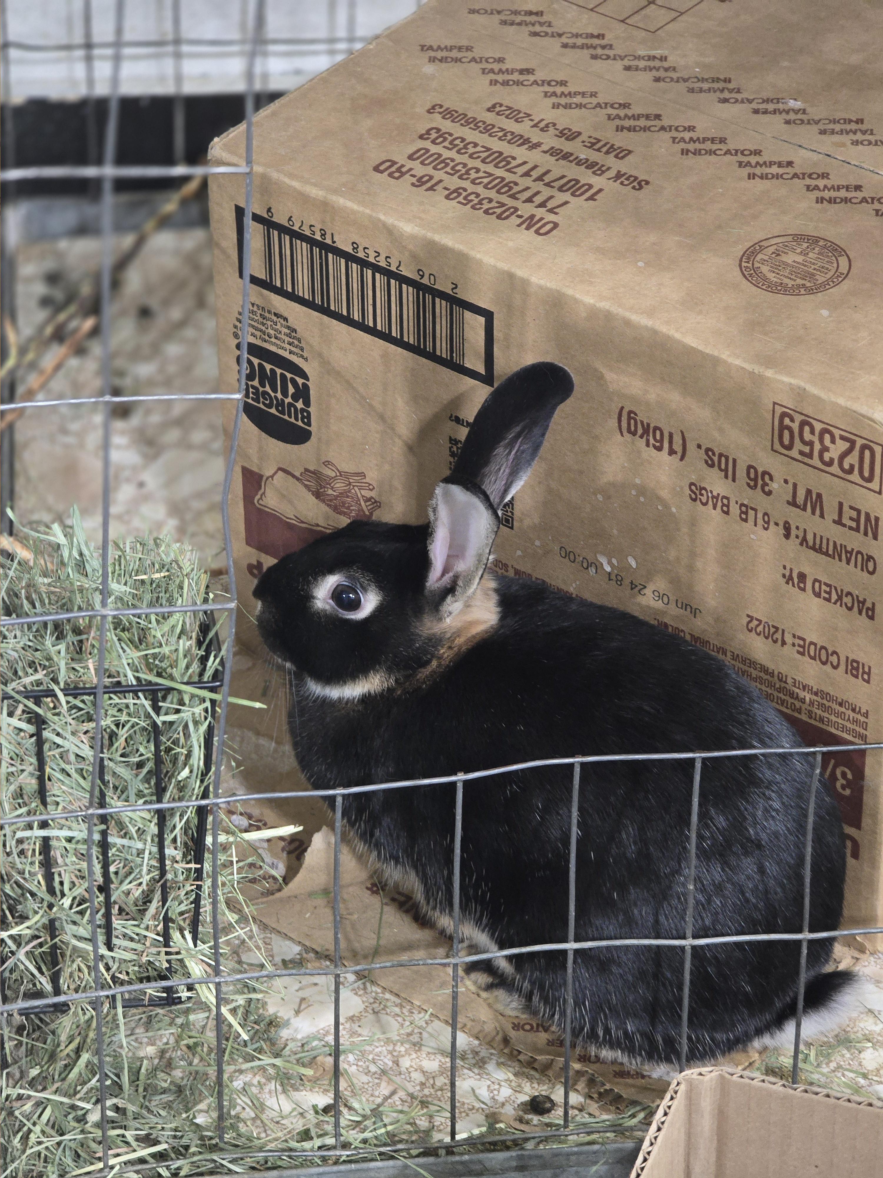 Enlarge Livi and Lexi, a Adoptable Mini Rex in Idaho Falls, ID image 2/2