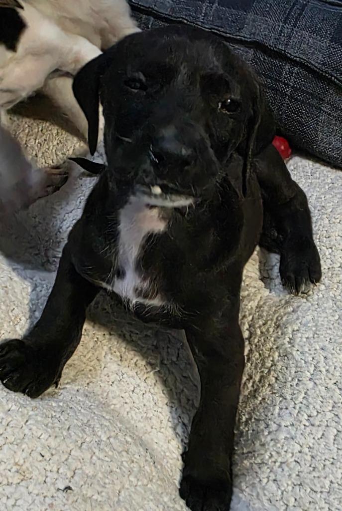 Liam, Adoptable, Puppy Male Foxhound & Labrador Retriever.