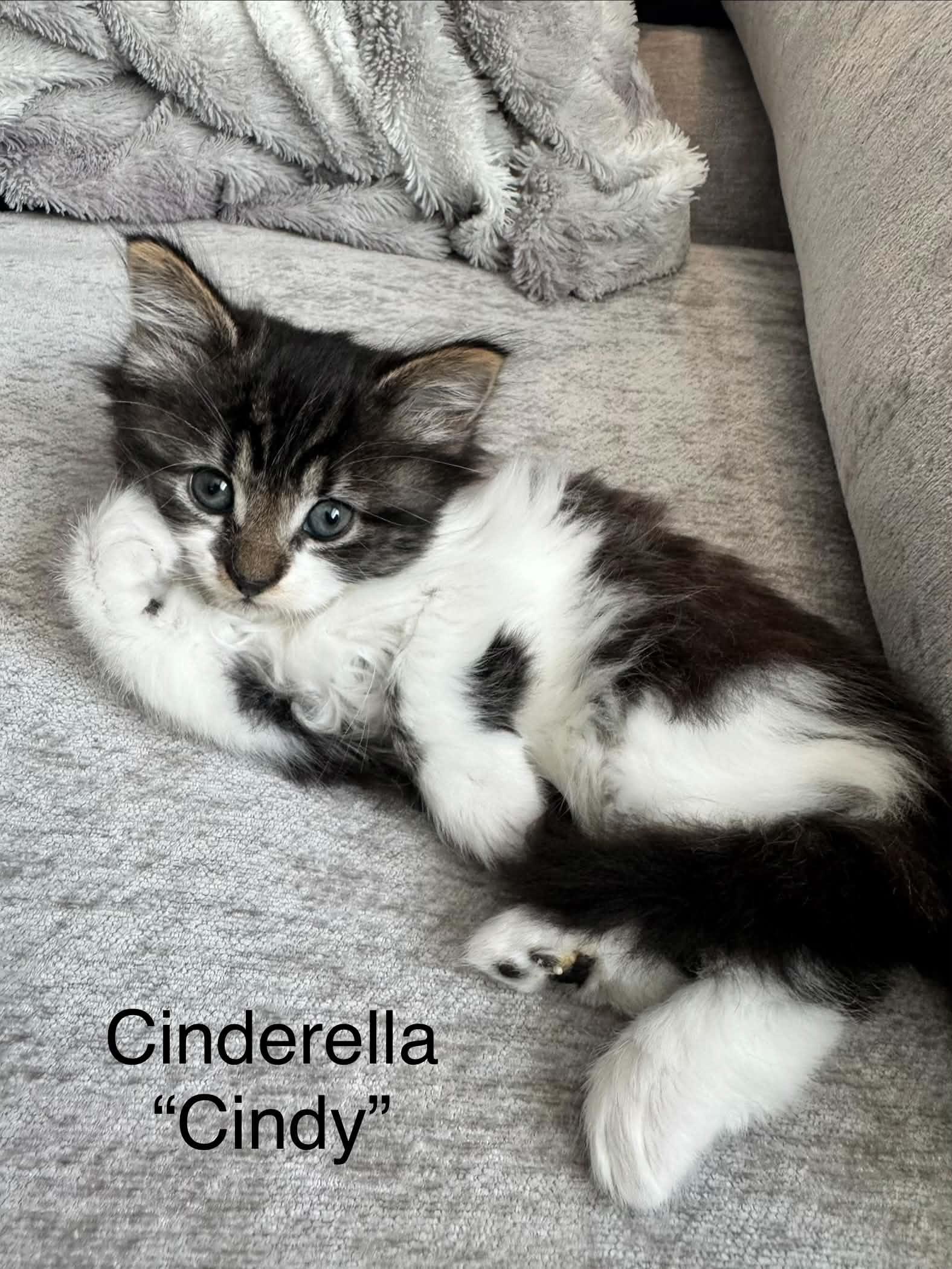 Cinderella, Adopted, Kitten Female Domestic Medium Hair.