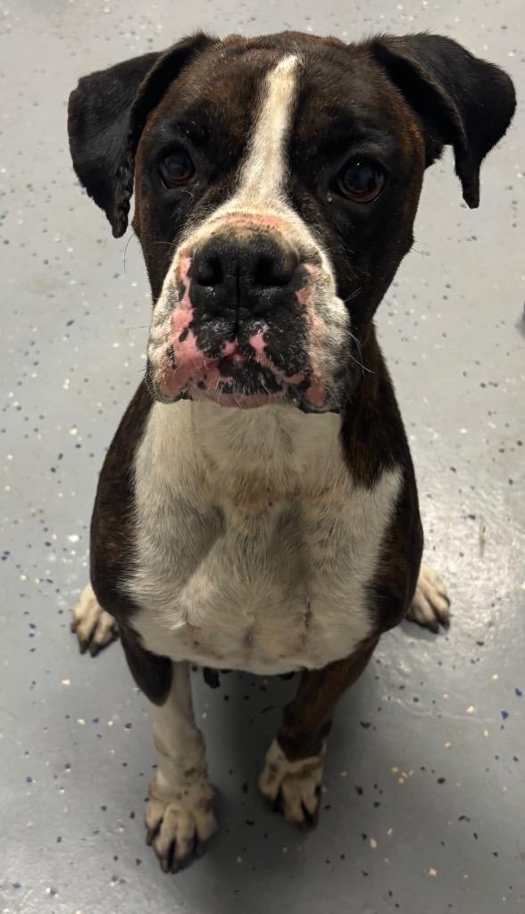 Enlarge Zoey, a Adoptable mixed breed in Seven Points, TX image 1/1