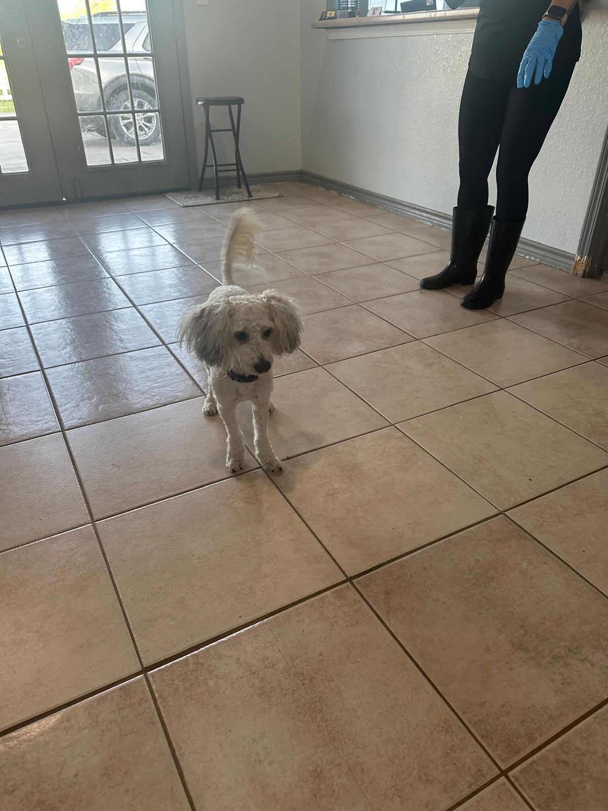 Zookie, Adopted, Adult Male Miniature Poodle & Maltese.
