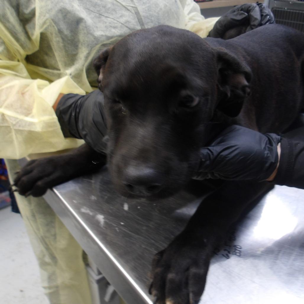 Enlarge Roy Pup 7, a Adoptable mixed breed in Marble, NC image 1/1