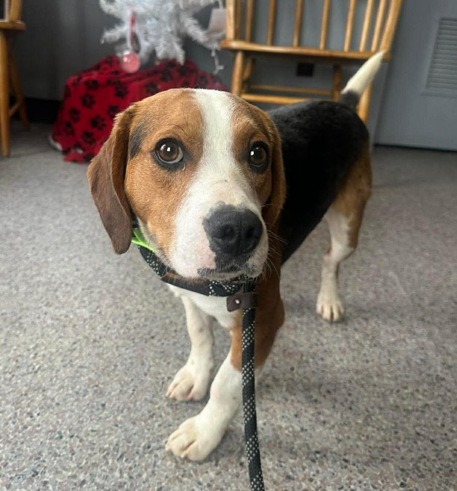 Opie cs, ADOPTABLE, Young Male Beagle.