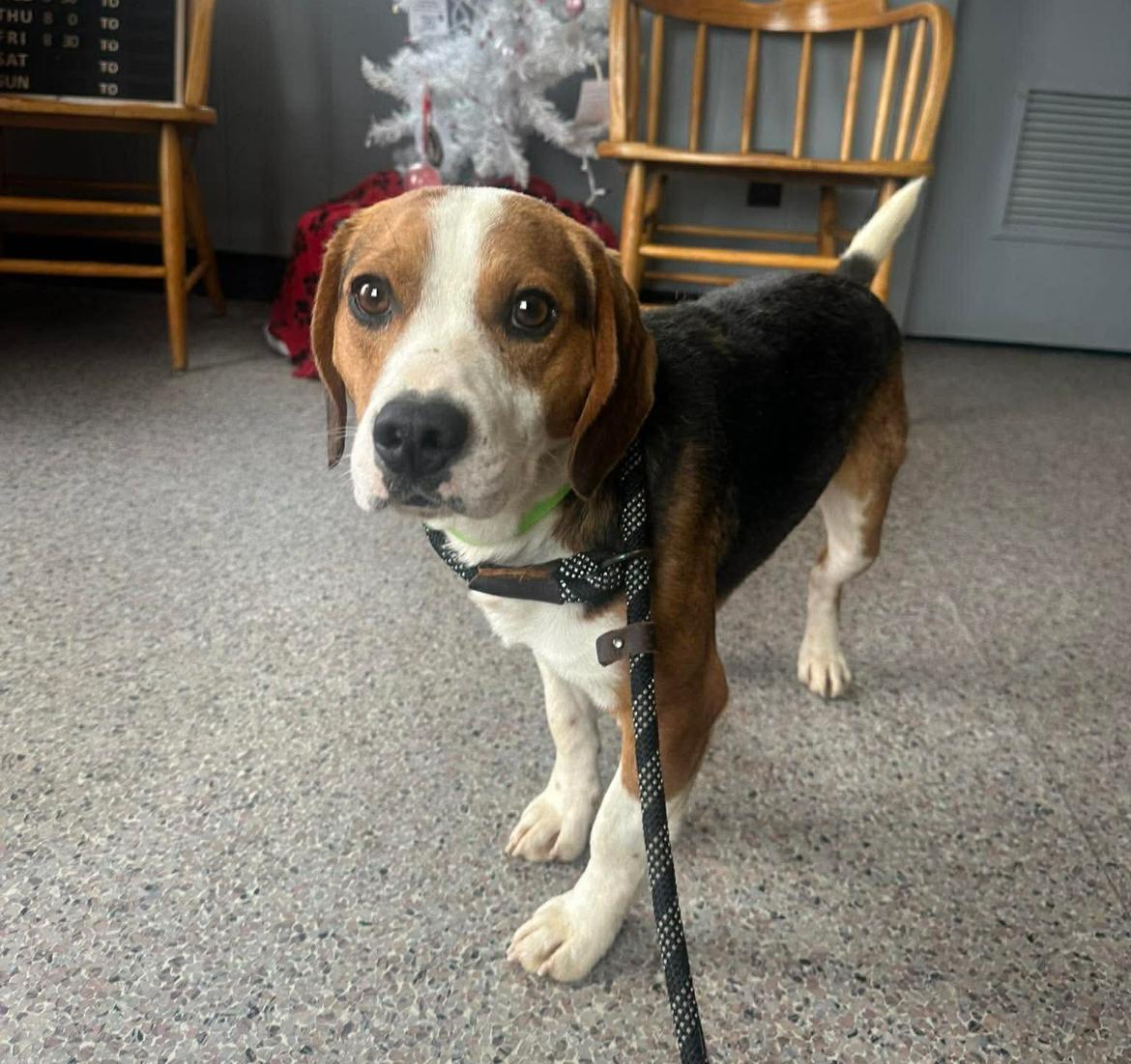 Enlarge Opie cs, a ADOPTABLE Beagle in Columbia, MD image 2/4