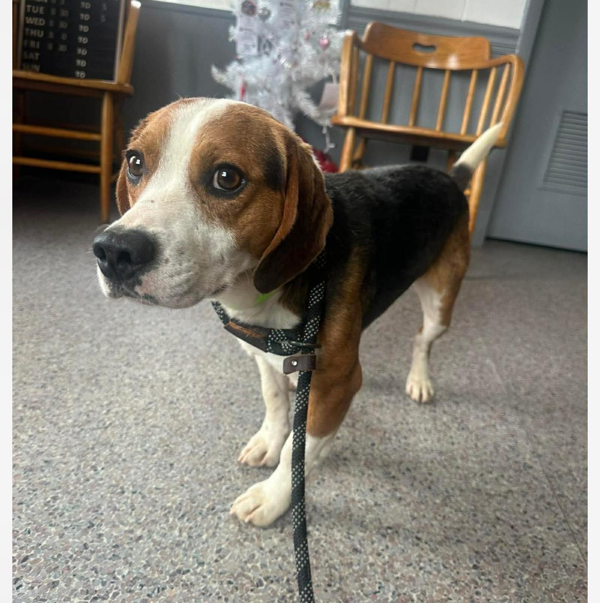 Enlarge Opie cs, a ADOPTABLE Beagle in Columbia, MD image 4/4