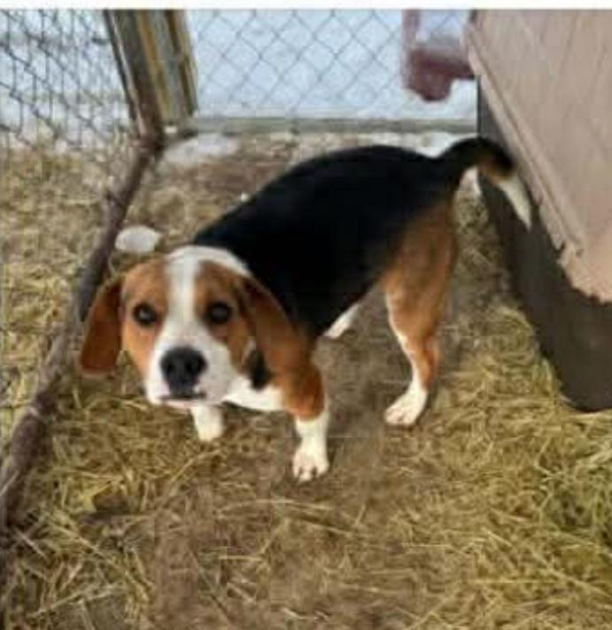 Enlarge Opie cs, a ADOPTABLE Beagle in Columbia, MD image 3/4