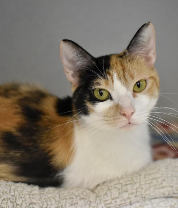 Bootsie, Adoptable, Adult Female Domestic Short Hair.