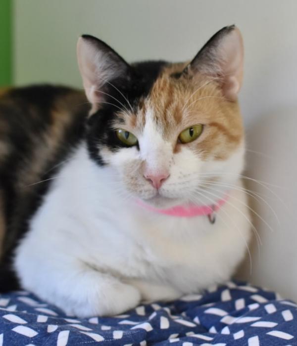 Enlarge Bootsie, a Adoptable Domestic Short Hair in Marietta, GA image 4/4