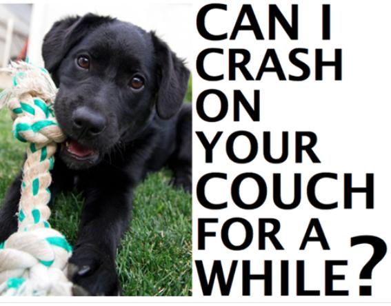 Love Dogs! Foster!!!