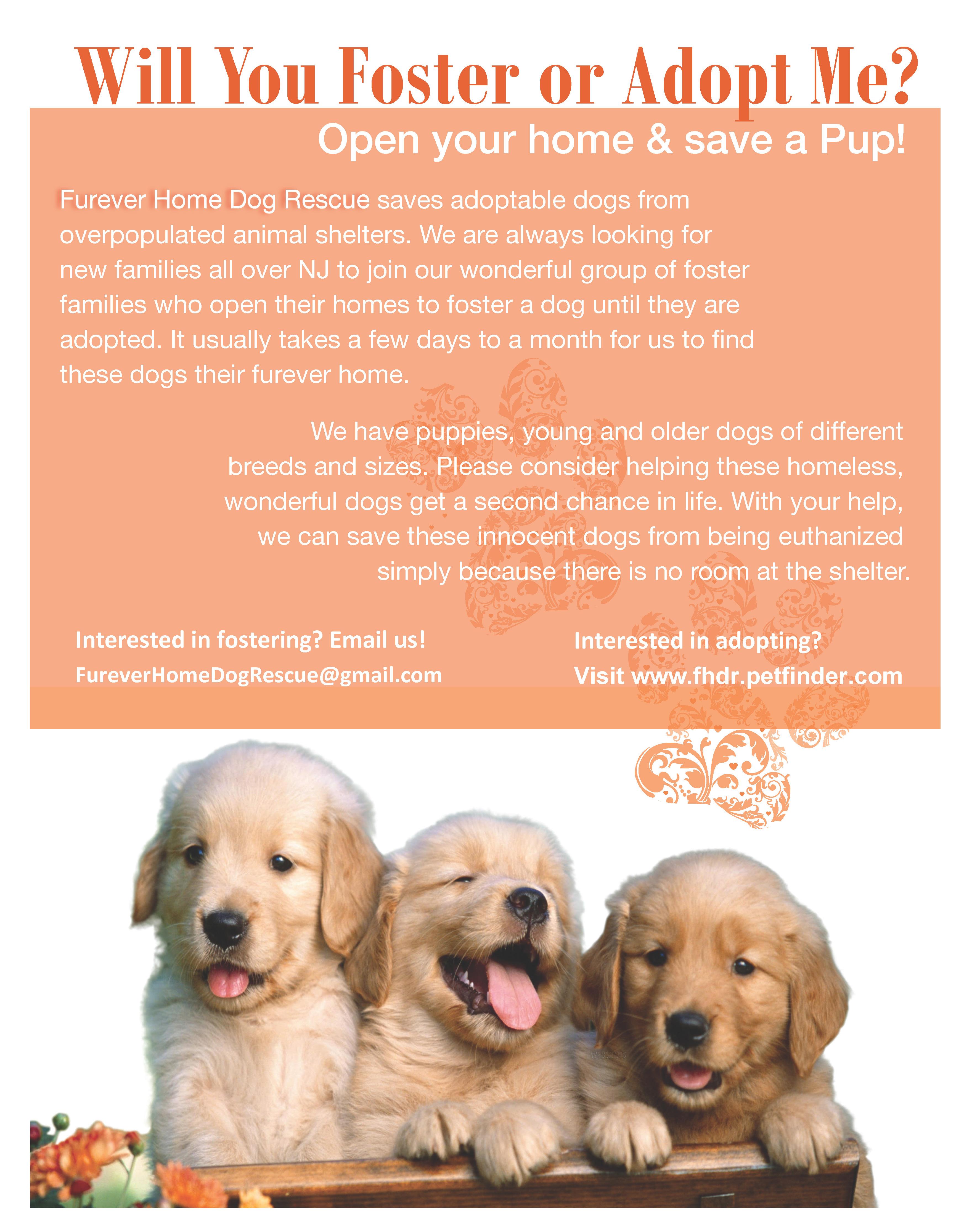 Love Dogs! Foster!!!
