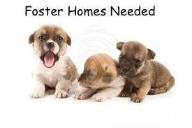 Love Dogs! Foster!!!