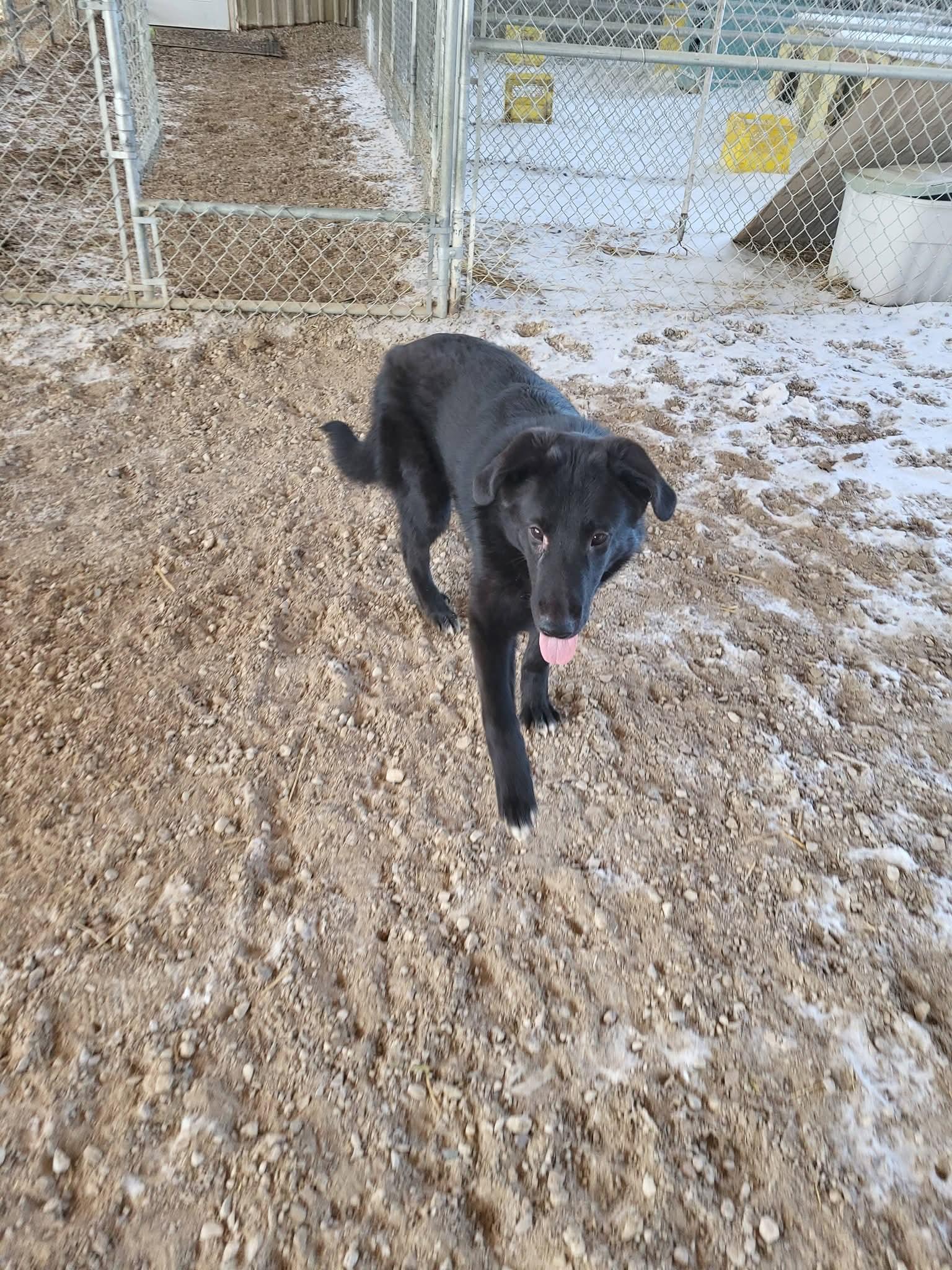 Enlarge Chance, a ADOPTABLE mixed breed in Fort Smith, NT image 5/5