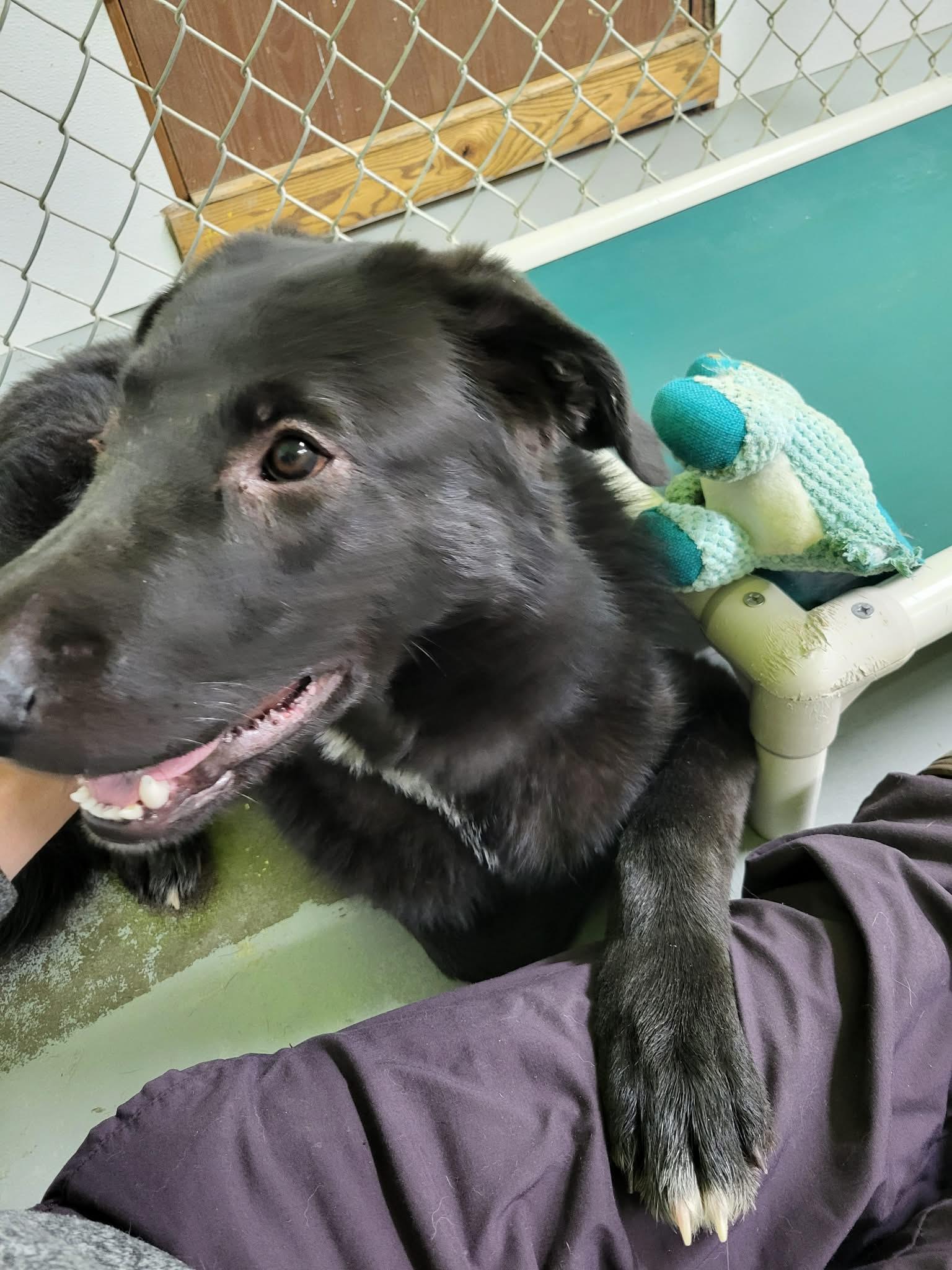 Enlarge Chance, a ADOPTABLE mixed breed in Fort Smith, NT image 2/5